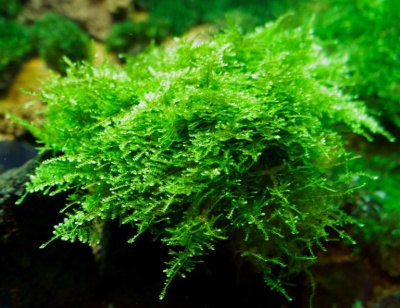 Мох Треугольный Triangle мoss (меристемное растение)